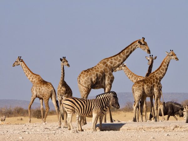 kenya wild