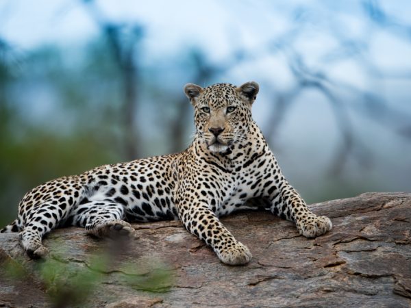 leopard
