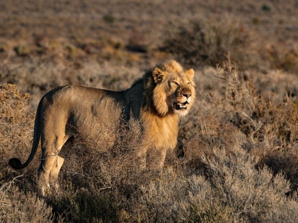 lion 4