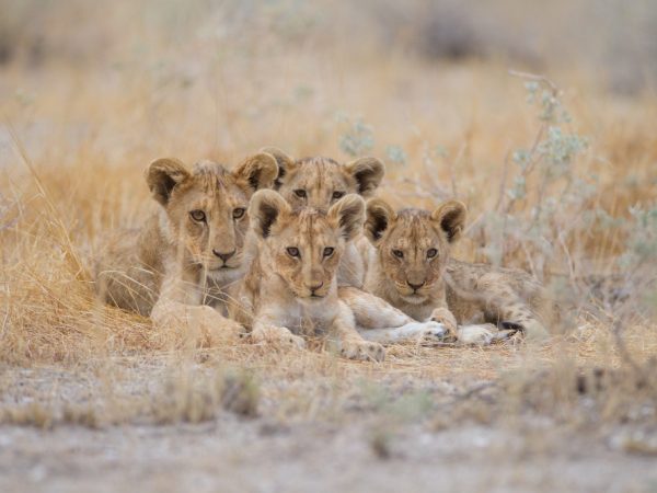 lion cubs