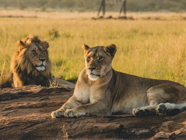 lion luxury safari
