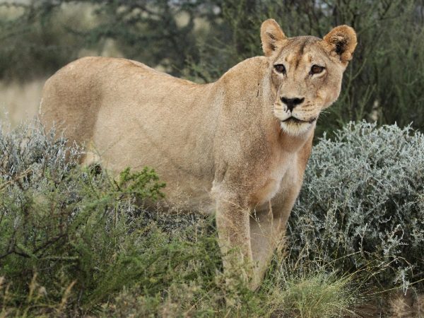 lion