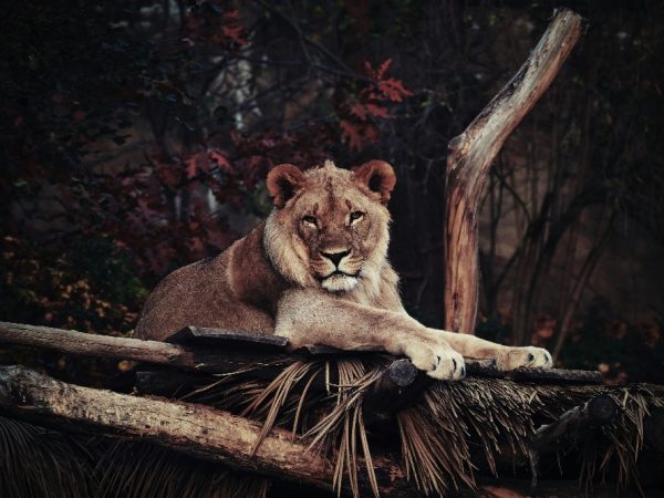 lion