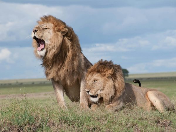 lion roar