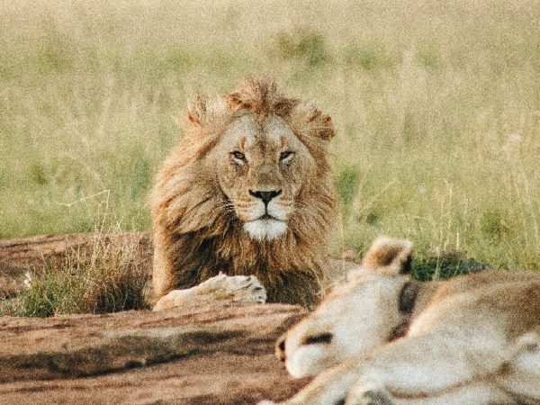 lion tarangire edited