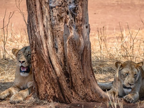 Two lions sitting next to an old tree in a grassy field