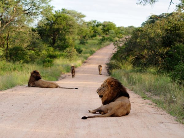 luxury lion safari (1)
