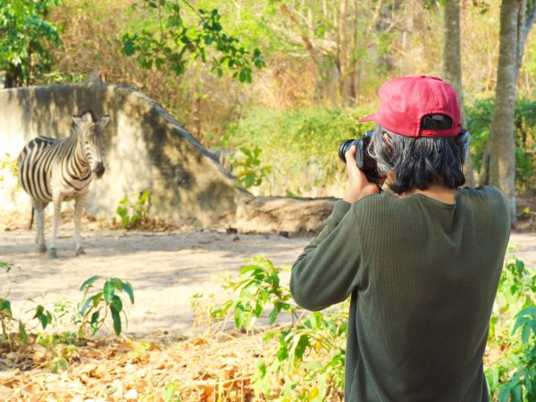Man shooting photos of a beautiful Plains Zebras relaxing in a zoo