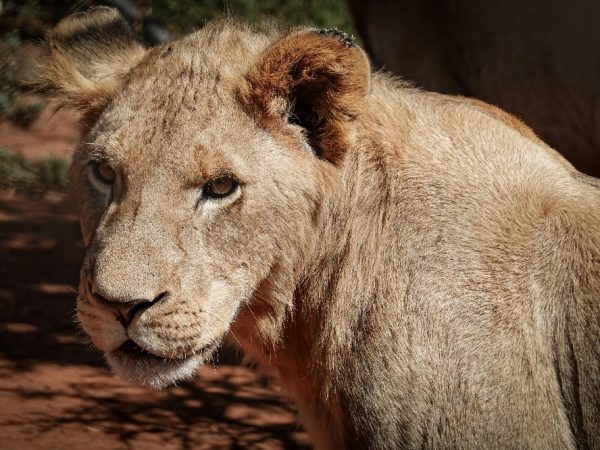 masaai mara
