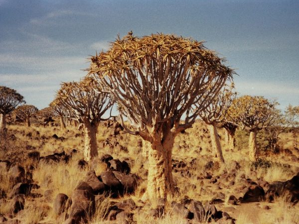 namib