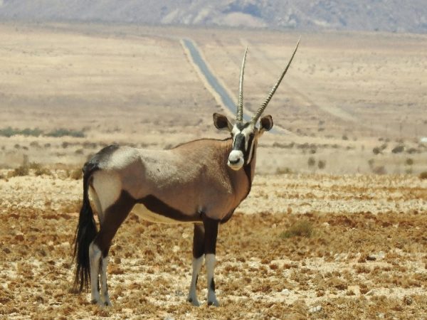 namibiia