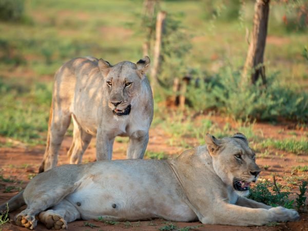 pexels-frans-van-heerden-201846-30371897