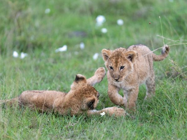 pexels-hugosykes-30705110