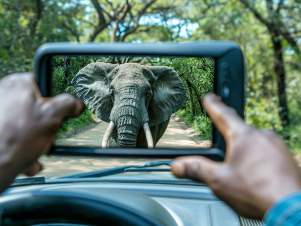 photographer-capturing-breathtaking-image-majestic-elephant-its-natural-habitat
