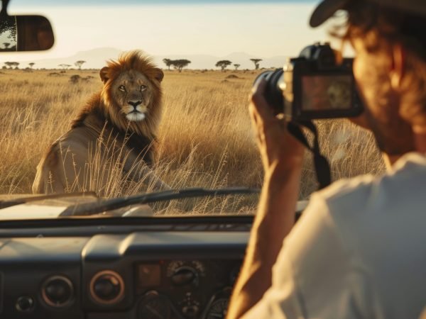 photographer taking photos of a lion from a safari car in Africa