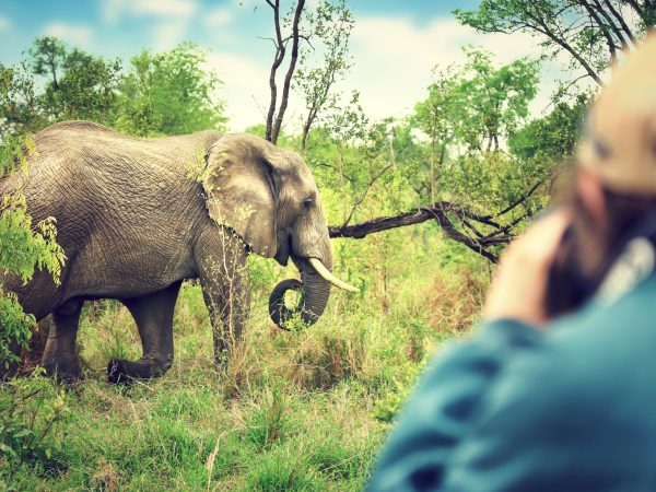 Photographer taking pictures of an African elephants, wild animal, safari game drive, Eco travel and tourism, Kruger national park, South Africa