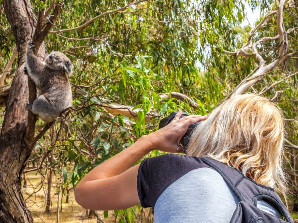 Wildlife Woman photographer takes pictures of a Koala while climbing a tree at Phillip Island in the state of Victoria, Australia.