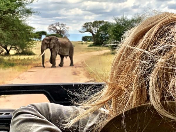 rear-view-woman-looking-elephant-while-peeking-from-car-roof