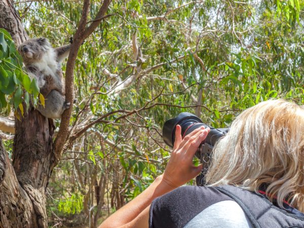 Wildlife woman photographer takes pictures of a Koala while climbing a tree at Phillip Island in the state of Victoria, Australia.