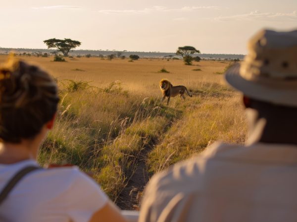 Safari Adventure: Couple Observing Lion in Wilderness