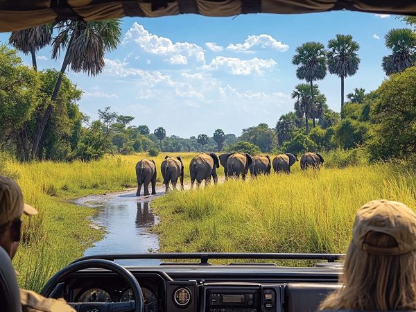 safari-jeep-with-herd-elephants-road-walking-grass