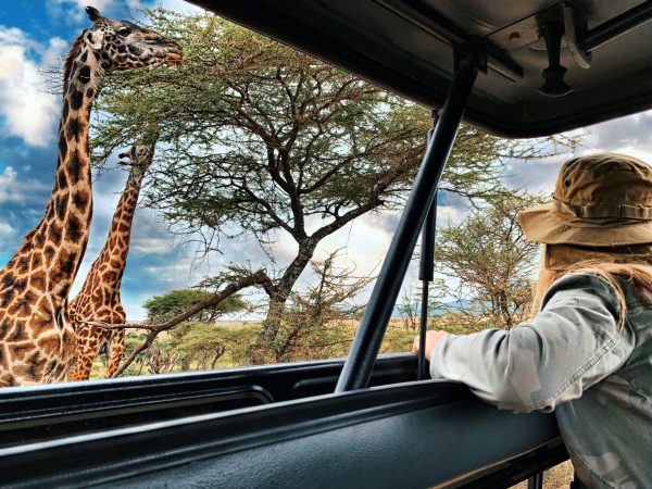 side-view-woman-peeking-from-car-sunroof-by-trees-giraffes
