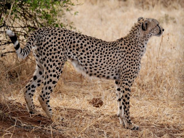 tanzani