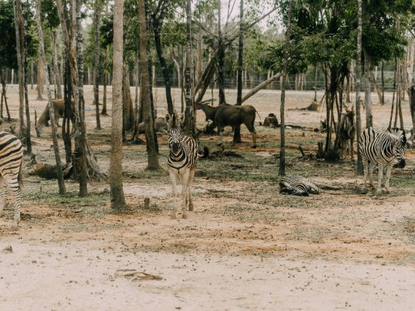 tanzania