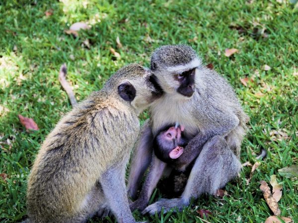tanzania