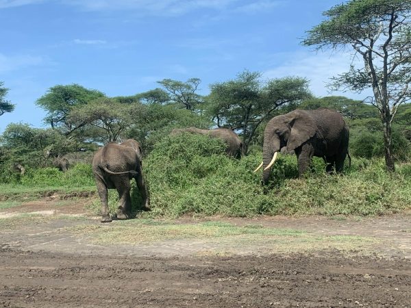 tanzania a
