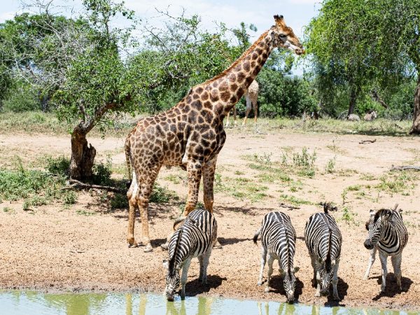 tanzania an