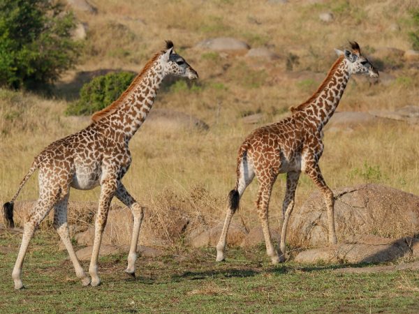 tanzania an