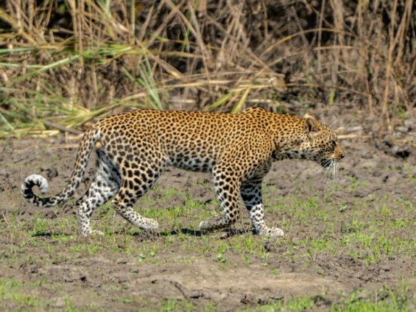 tanzania ani