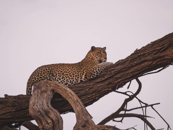 tanzania anim