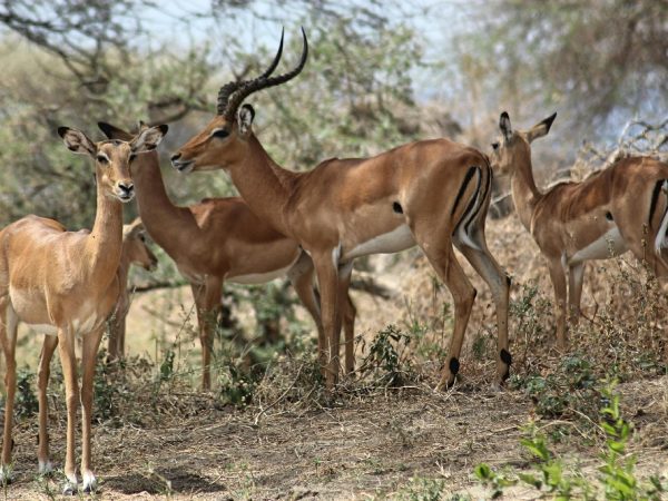 tanzania anima