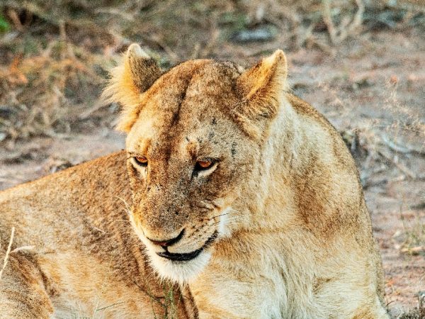 tanzania animal