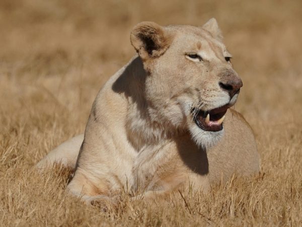 tanzania animal