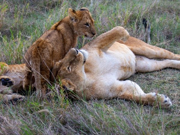 tanzania animals