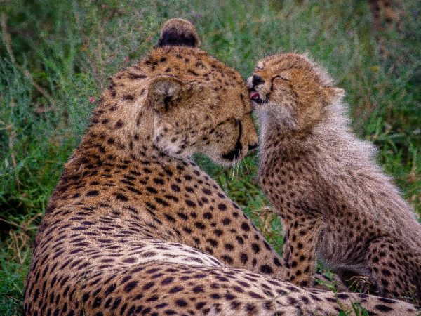 tanzania animals