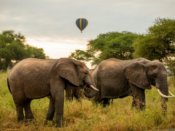 tanzania-wild-sky-NHQOJBbJgdk-unsplash