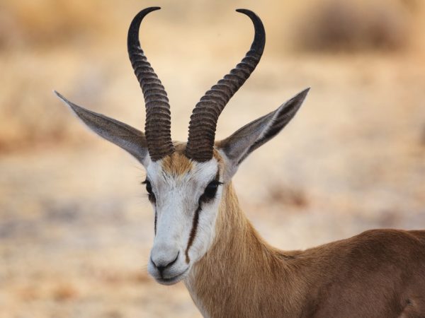 thompson gazelle