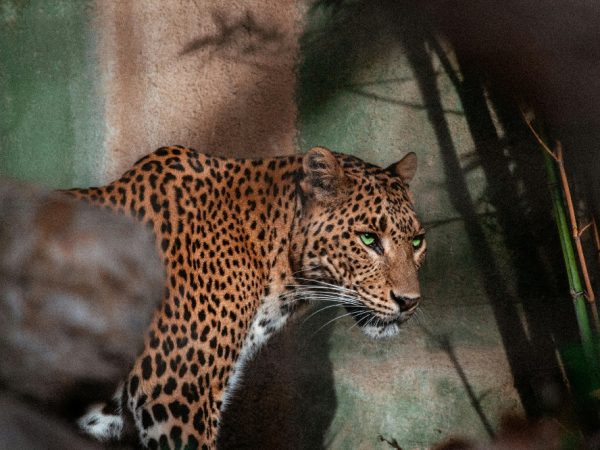 Affordable kenya packages