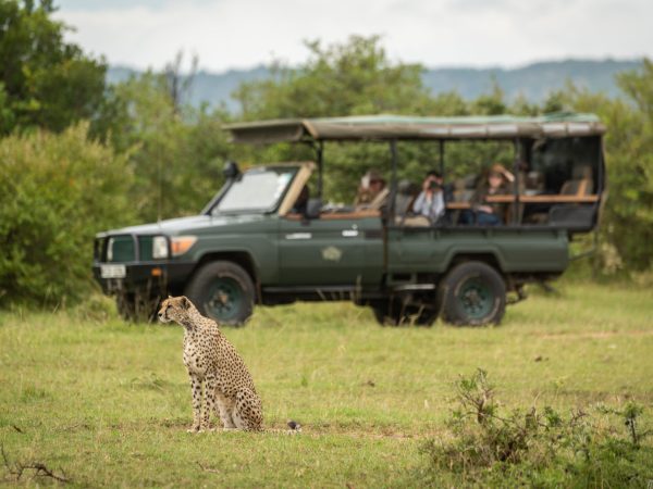 Tourists in truck watch cheetah on grass