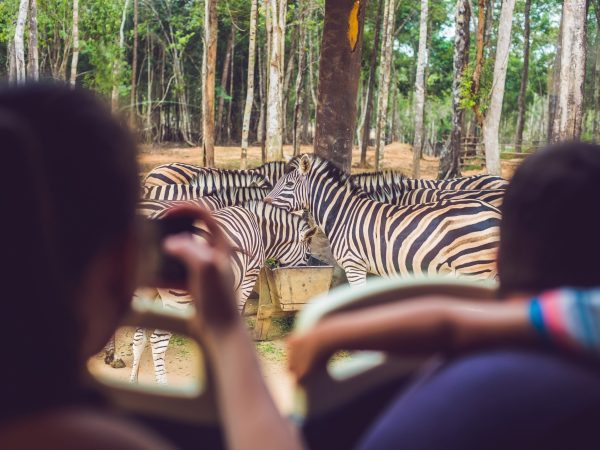 Tourists watch the animals from the bus in the safari park.