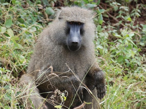 uganda