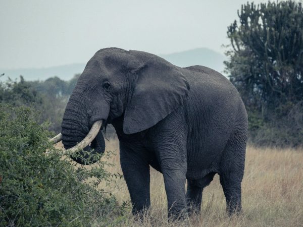 uganda lu