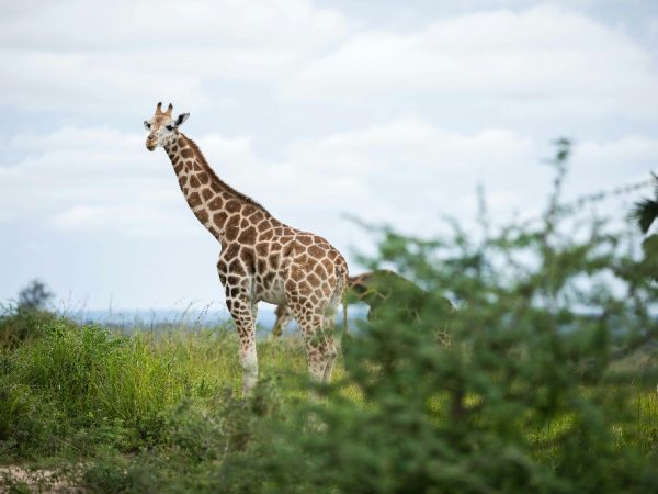ugandaa