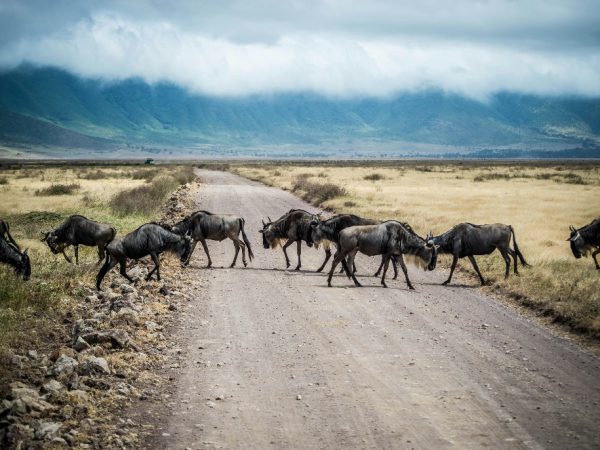 wildbeest