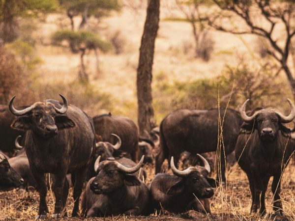 wildebeest edited
