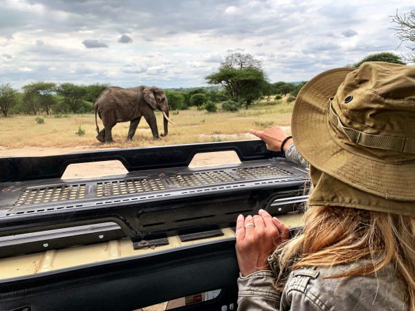 woman-looking-elephant-through-sun-roof